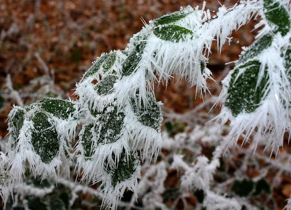 Een Bevroren Uitloper Mist Winter — Stockfoto