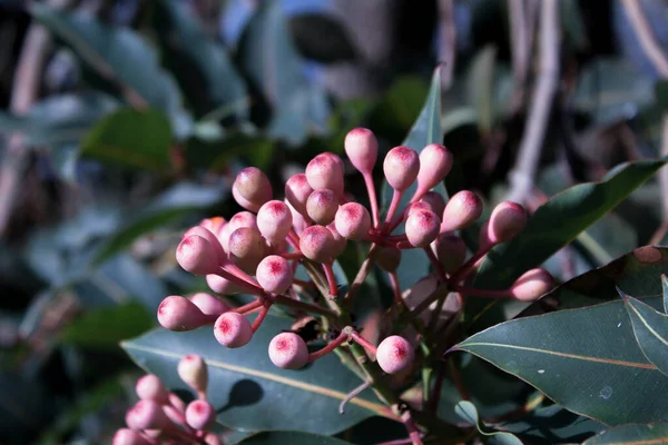 Une Mise Point Sélective Fleurs Roses Eucalyptus Sous Lumière Soleil — Photo