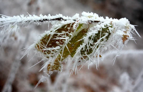 Una Propaggine Congelata Dopo Nebbia Inverno — Foto Stock