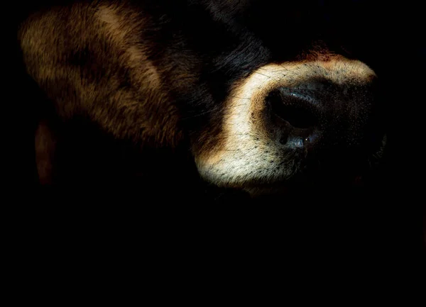 Крупним Планом Знімок Коров Ячого Носа Темному Тлі — стокове фото