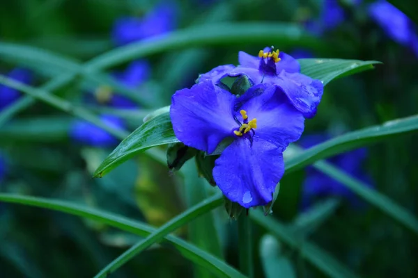 Eine Nahaufnahme Einer Lila Gartenhandwerksblume Nach Dem Regen — Stockfoto