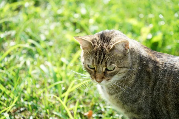 Eine Nahaufnahme Einer Niedlichen Braunen Katze Vor Grünem Gras — Stockfoto