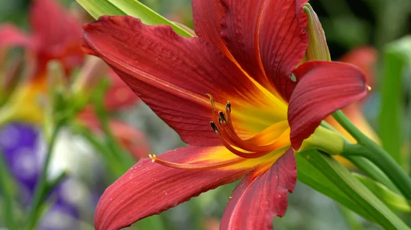 Çiçek Açan Güzel Bir Lily Nin Seçici Odak Noktası — Stok fotoğraf