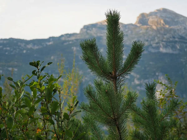 Shot Needles Other Plants Background High Cliffs Stock Image