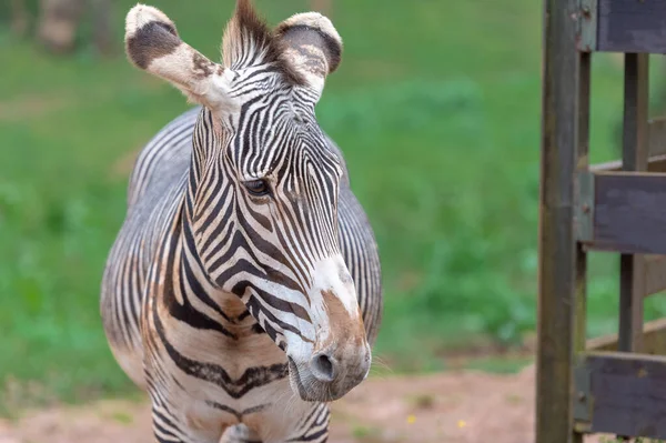 Een Grevy Zebra Natuurpark Cabarceno Cantabrië — Stockfoto