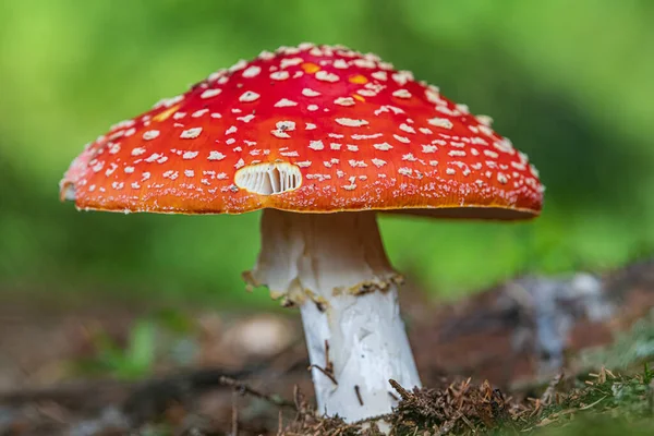 森林里的一种红苍蝇琼脂蘑菇 — 图库照片
