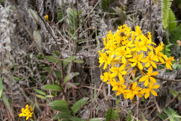 Enfoque Selectivo Orquídeas Amarillas Silvestres Raras Colombia —  Fotos de Stock