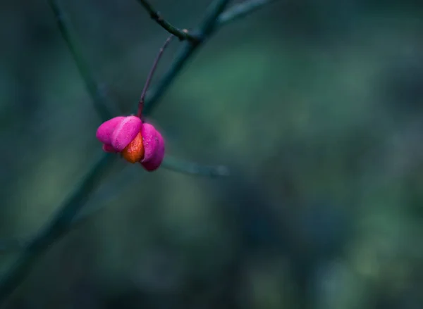 Yeşil Arka Planda Izole Edilmiş Mor Kırmızımsı Bir Çiçek — Stok fotoğraf