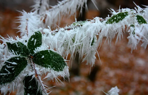 Uma Ramificação Congelada Após Nevoeiro Inverno — Fotografia de Stock