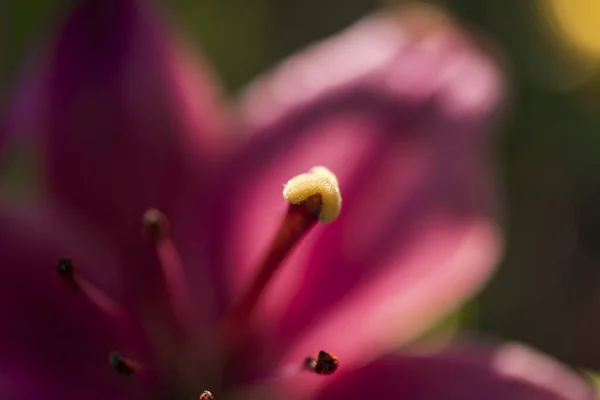 Una Macro Estambres Flor Púrpura —  Fotos de Stock
