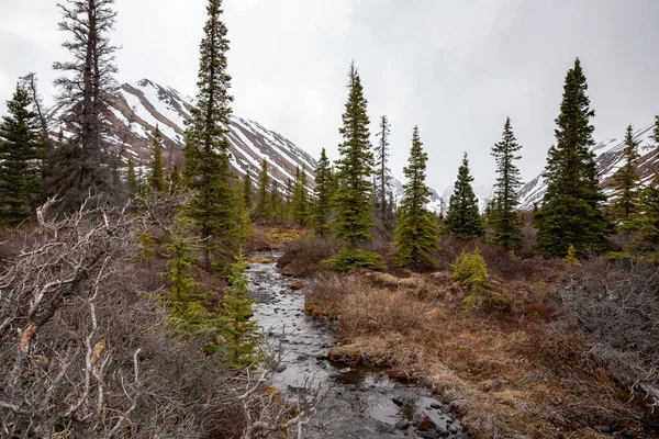 Krásný Záběr Suchý Potok Státním Parku Chugach Aljašce Západními Stromy — Stock fotografie