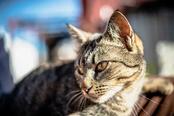 Selective focus shot of a gray cat with an angry cat face with a