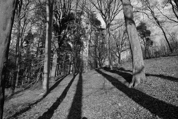 Ένα Γκρι Πλάνο Ενός Ξυλώδους Εδάφους Σκιές Δέντρων Στο Έδαφος — Φωτογραφία Αρχείου