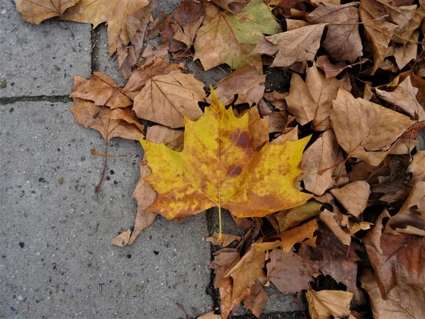 Желтый Сухой Кленовый Лист Фоне Осенних Коричневых Листьев — стоковое фото