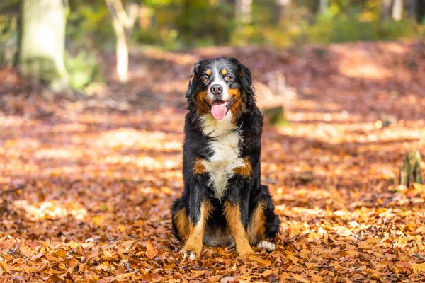 秋の太陽の下で公園内にある愛らしいバーネス山の犬の肖像画 — ストック写真