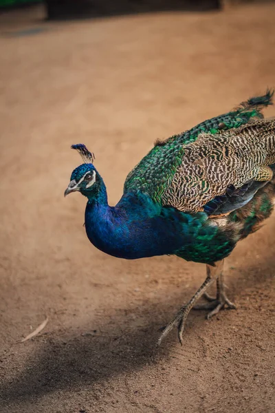 Tiro Vertical Pavão Zoológico — Fotografia de Stock