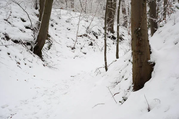 Une Vue Imprenable Sur Les Arbres Dans Une Forêt Enneigée — Photo