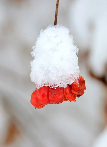 Een Tak Met Sorbus Aucuparia Fruit Bedekt Met Sneeuw — Stockfoto