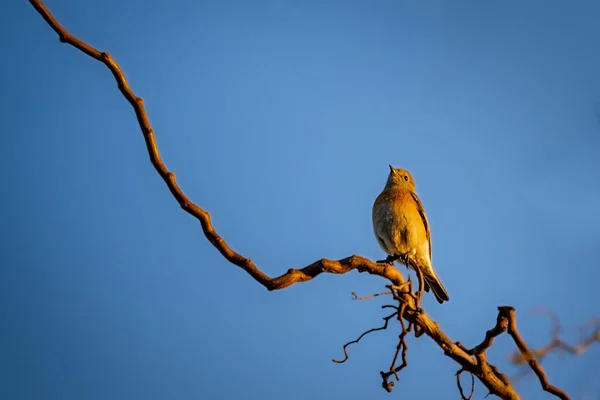 Een Selectieve Focusshot Van Een Vogel Zittend Tak Van Een — Stockfoto