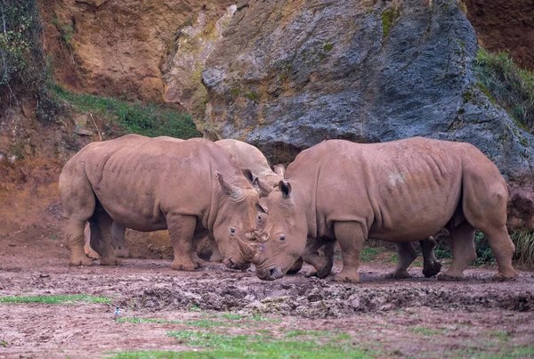 Rhinos Eating Cabarceno Park Cantabria — Stock Photo, Image