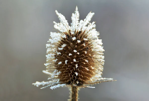 Крупним Планом Постріл Замороженої Квітки Будяка — стокове фото