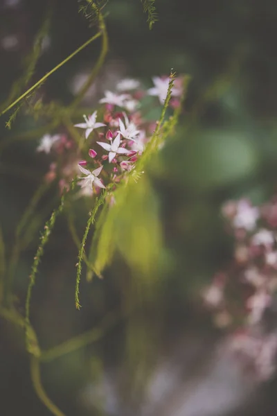 Ένα Κοντινό Πλάνο Μικρών Ευαίσθητων Λουλουδιών Θολή Φόντο — Φωτογραφία Αρχείου