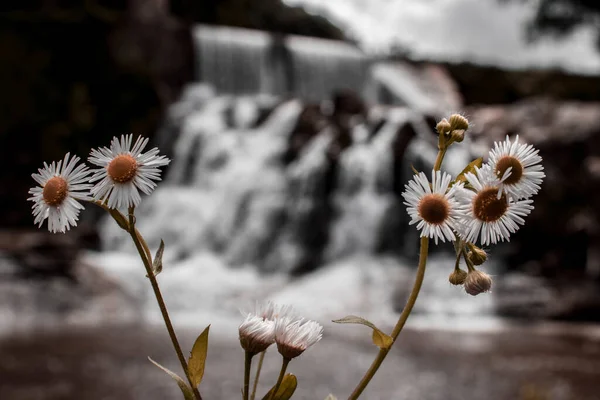 Primo Piano Fiore Astro — Foto Stock