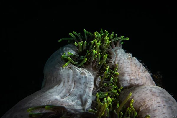 Magnifik Havsanemon Tas Divesafari Maldiverna — Stockfoto