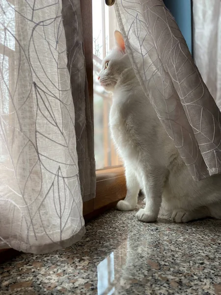 窓に白いヨーロッパの猫の垂直ショット — ストック写真