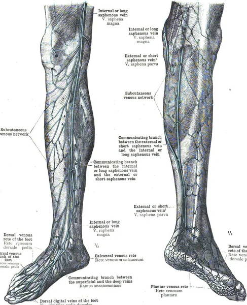 Анатомія Великої Сафанічної Вени Ноги — стокове фото