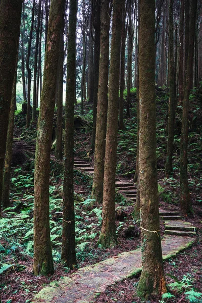 Tiro Vertical Caminho Cercado Por Belas Verduras Árvores Alishan Taiwan — Fotografia de Stock