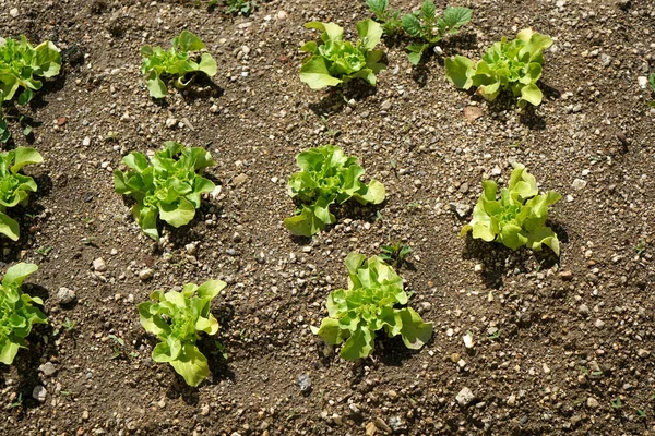 Top View Lettuce Growing Carefully Maintainedgarden — Stock Photo, Image