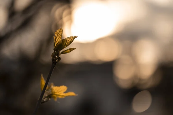 Une Macro Feuilles Nouvellement Cultivées Sur Une Branche Arbre — Photo