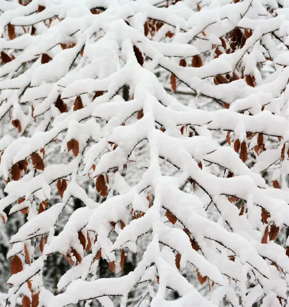 Tiro Galhos Árvores Cobertos Neve — Fotografia de Stock