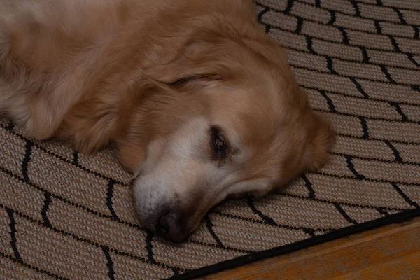 Ein Niedlicher Golden Retriever Ruht Auf Dem Teppich Ein Kopfschuss — Stockfoto