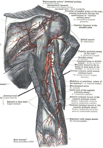 Anatomie Ramenní Tepny Podrobnými Informacemi Bílém Pozadí — Stock fotografie