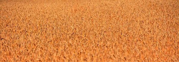 Closeup Wheat Field Seamless Texture Wallpaper Background — Stock Photo, Image