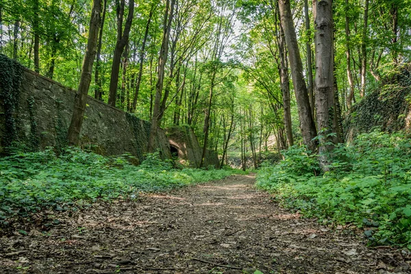 Sentier Dans Jardin Couvert Verdure Entouré Murs Bâtiments Anciens — Photo