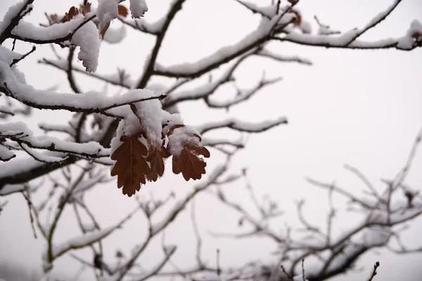 Ein Atemberaubender Blick Auf Die Bäume Einem Verschneiten Wald — Stockfoto