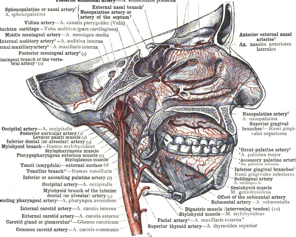 Anatomia Labial Humana Irrigação Sanguínea — Fotografia de Stock