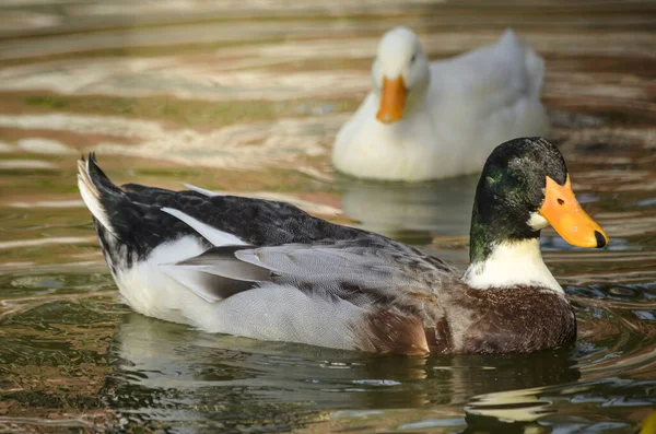 Een Prachtig Uitzicht Eenden Drijvend Het Water Overdag — Stockfoto