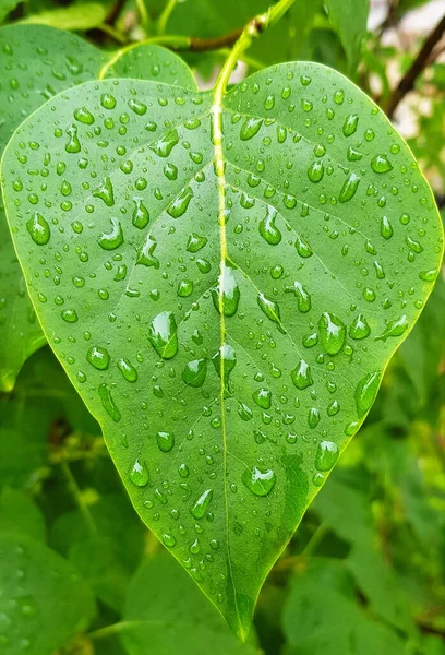 Disparo Vertical Una Hoja Húmeda Verde Después Lluvia —  Fotos de Stock