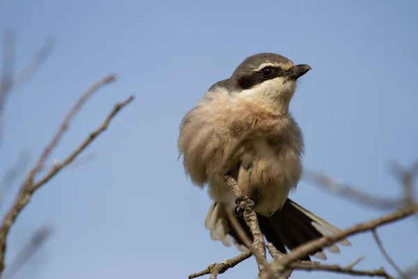 Een Close Shot Van Grote Grijze Kreet Neergestreken Een Boomtak — Stockfoto