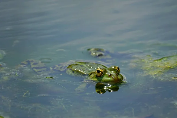 緑の水の中でカエルのクローズアップショット 目を大きく開いて海でカエルの水泳 — ストック写真