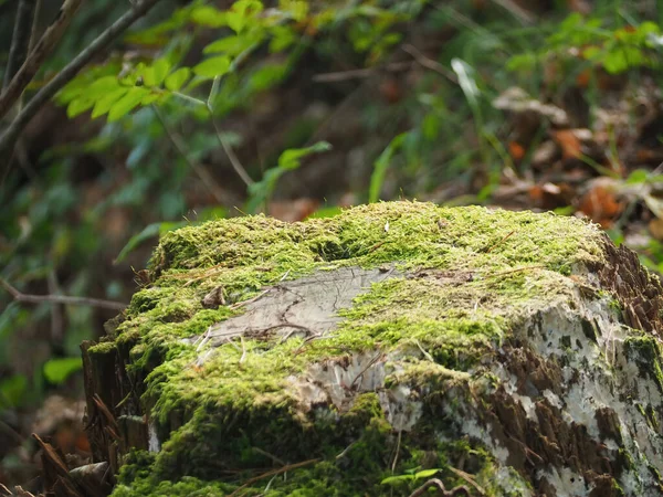 Enfoque Selectivo Tronco Árbol Cubierto Con —  Fotos de Stock