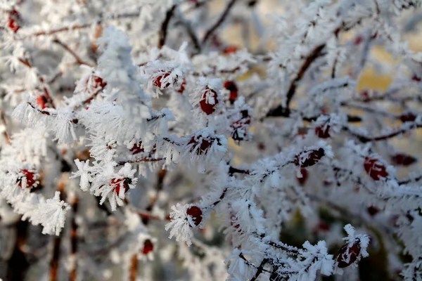 冰冻蔷薇枝条的选择性聚焦拍摄 — 图库照片