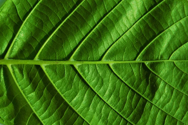 Крупный План Ребра Зеленого Листа — стоковое фото