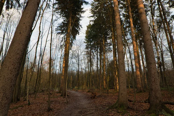 森林里散步的美丽镜头 — 图库照片