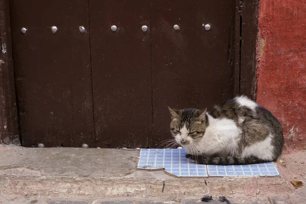 Primer Plano Gato Soñoliento Descansando Aire Libre — Foto de Stock