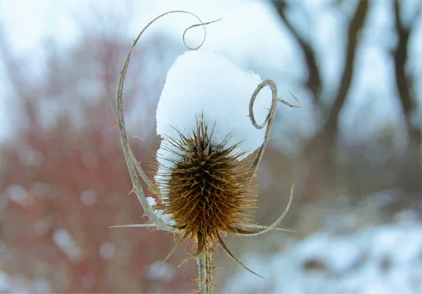 Вибірковий Знімок Фокусу Сухого Будяка Вкритого Снігом — стокове фото